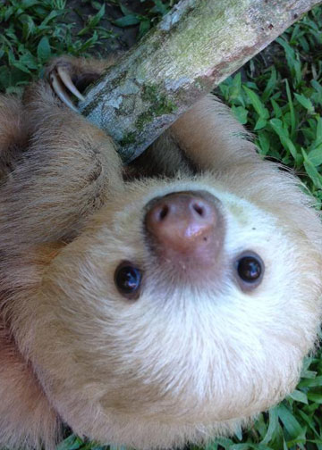 This is Savannah! : r/sloths