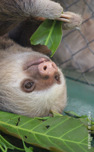 RAINFOREST BIODIVERSITY